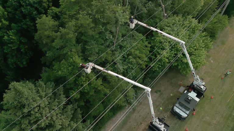 How Our Tree Care Process Works  in Beaver Falls, PA